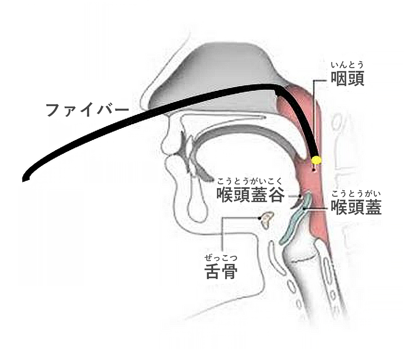 歯ブラシの持ち方